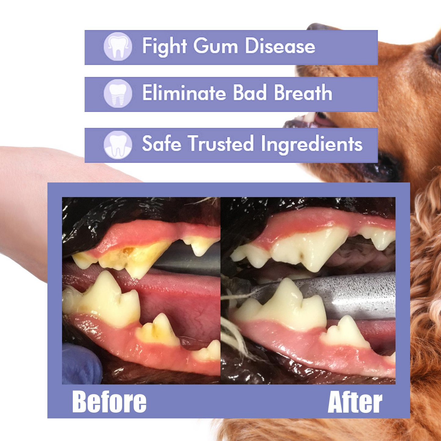 Pet Oral Spray for Dogs & Cats – Natural Breath Freshener & Plaque Remover | Fights Tartar, Gingivitis & Gum Disease