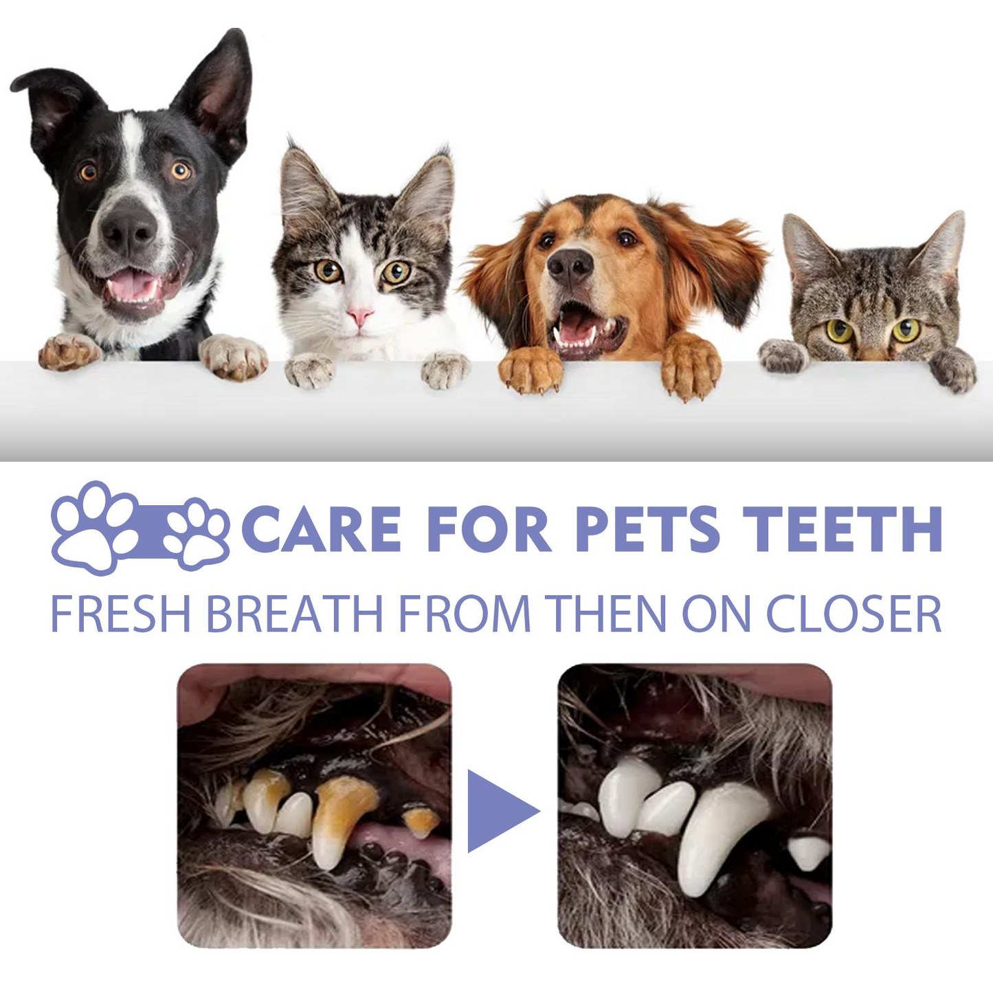 Pet Oral Spray for Dogs & Cats – Natural Breath Freshener & Plaque Remover | Fights Tartar, Gingivitis & Gum Disease